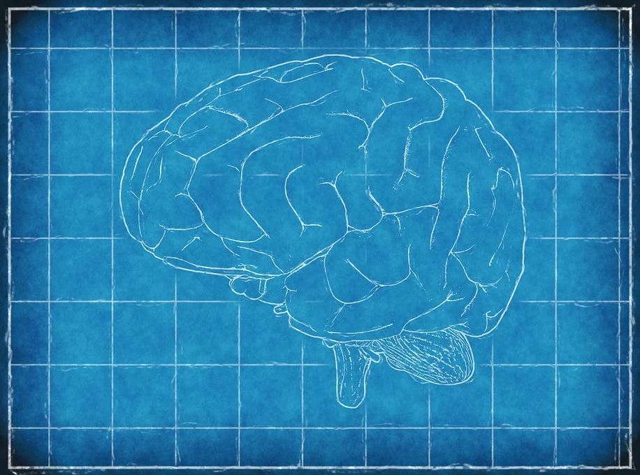 A blueprint of a brain